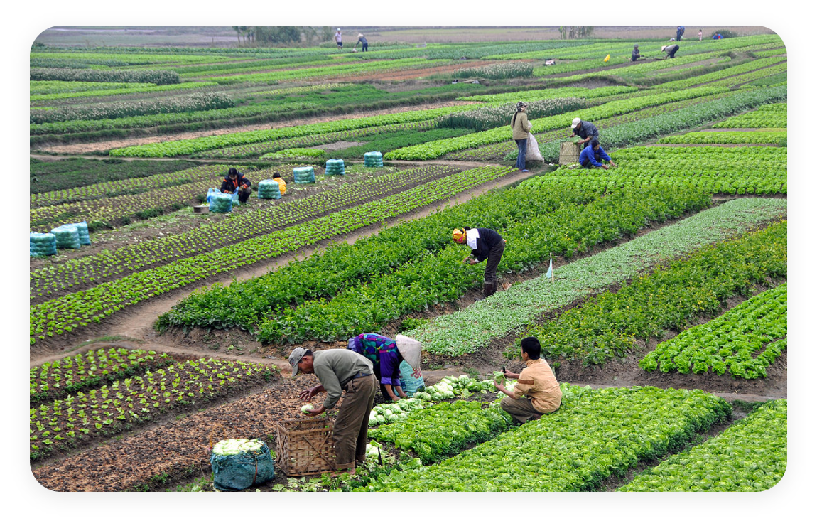 food traceability, food supply chain, blockchain traceability, traceability in agriculture