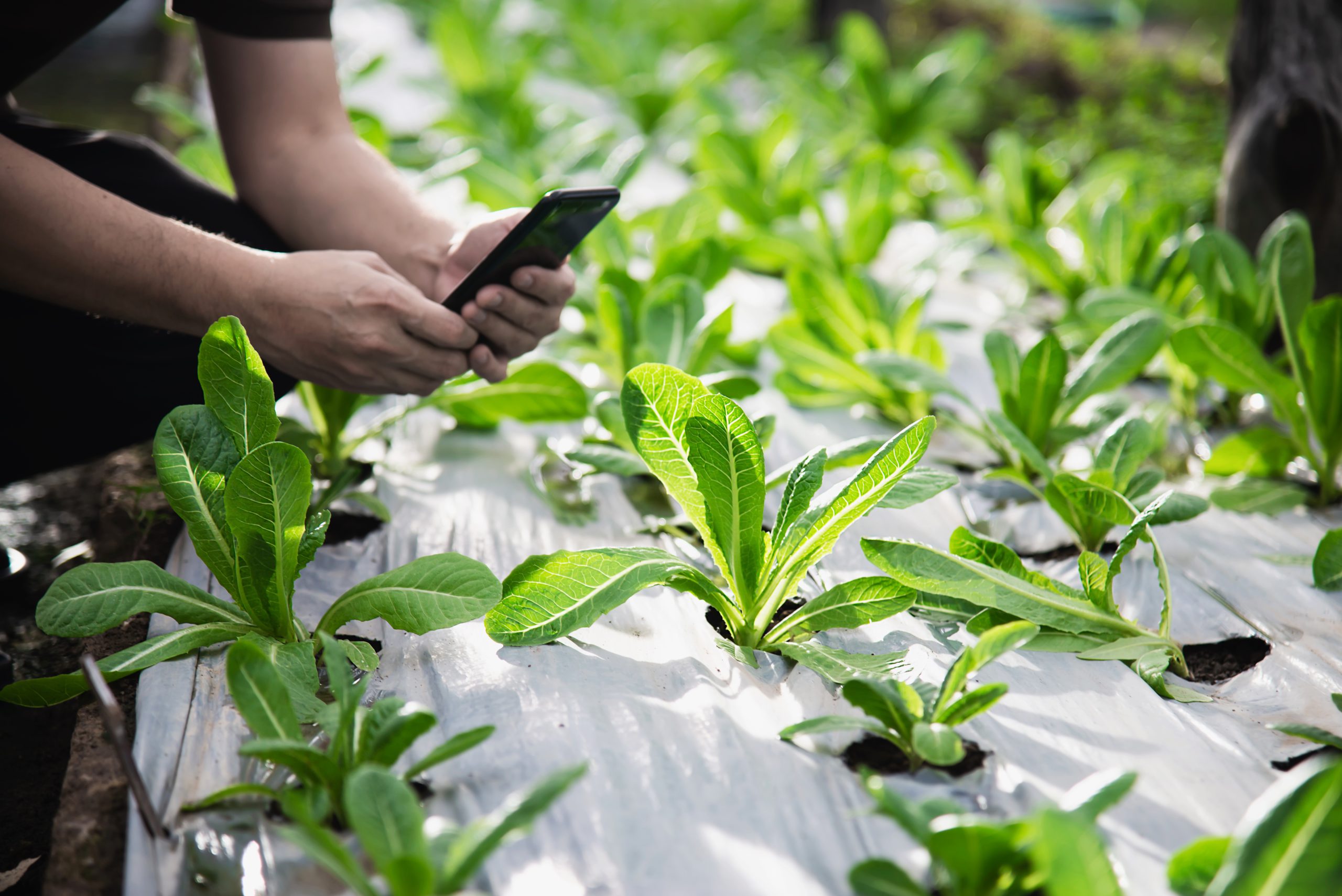 food traceability, food supply chain