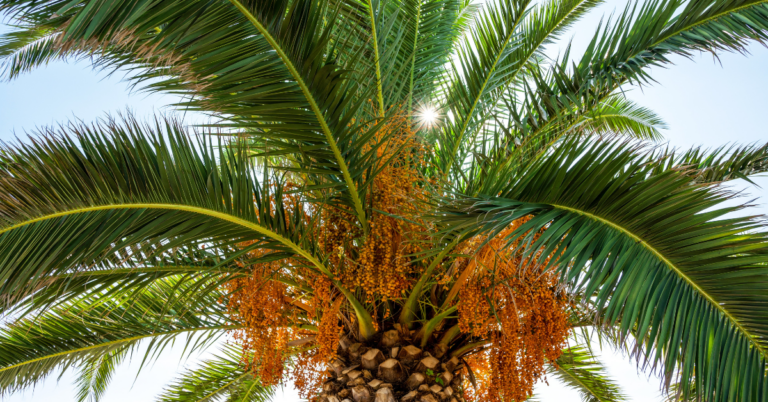 palm oil supply chain in netherlands, palm oil supply chain, eudr dds, eudr dds palm oil