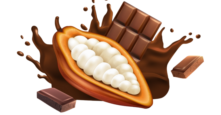 EUDR DDS for Cocoa Supply Chain in Belgium, cocoa supply chain in begium, cocoa supply chain