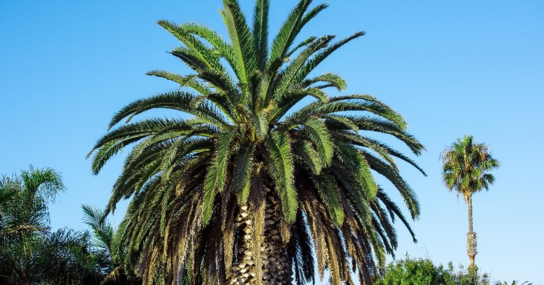 EUDR DDS for Palm Oil Supply Chain in india, EUDR DDS for Palm Oil Supply Chain, EUDR DDS for Palm Oil, Palm Oil Supply Chain