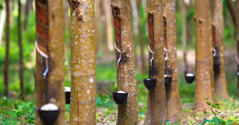 eudr dds for rubber supply chain in the UK, eudr dds for rubber supply chain, eudr dds, rubber supply chain