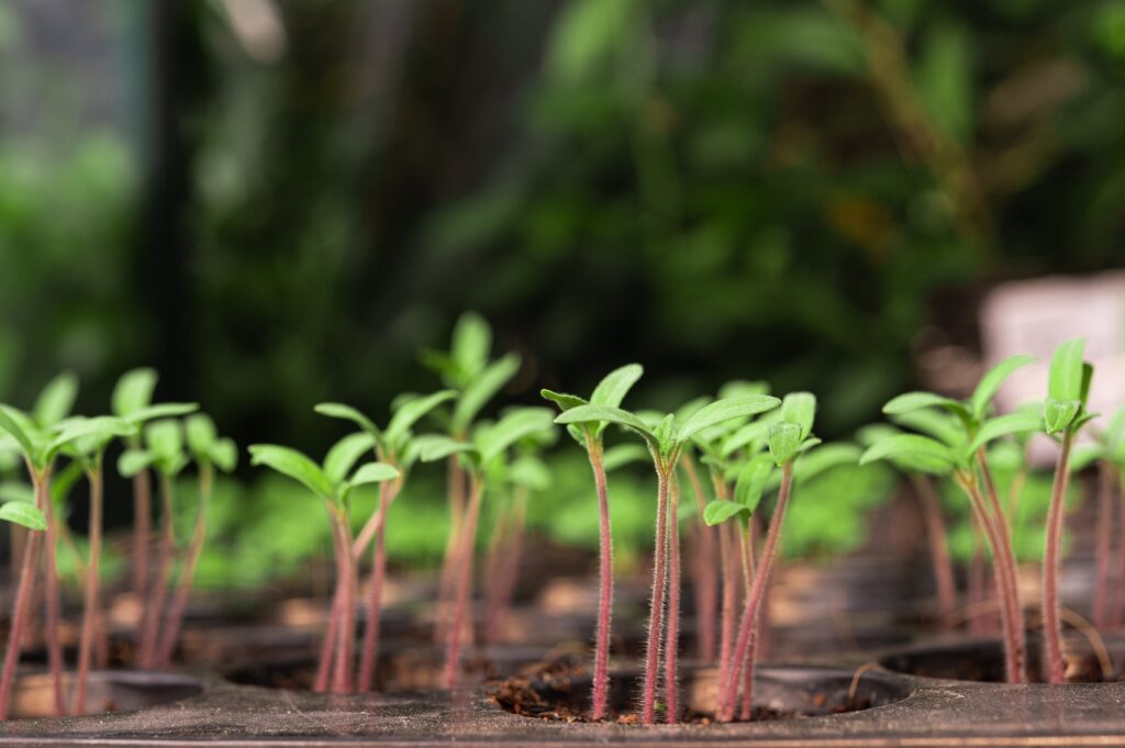 Nursery Supply Chain for Agroforestry Initiatives