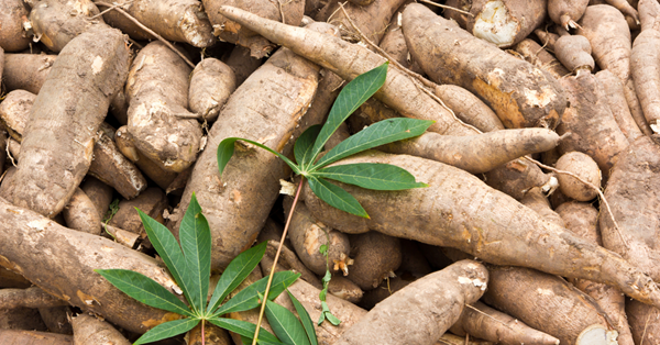 cassava value chain, cassava traceability, cassava value chain traceability