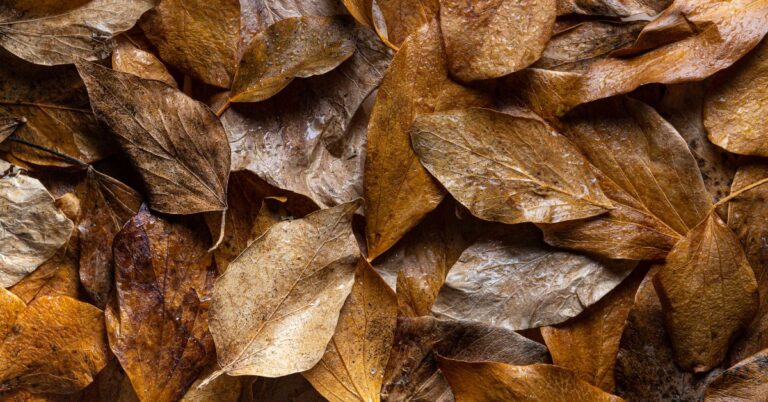 traceability in nicotine exports, Traceability in nicotine, end to end traceability in nicotine supply chain