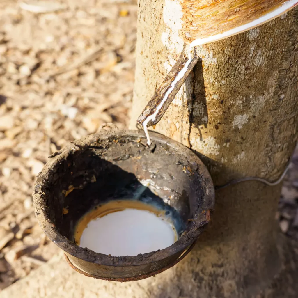 EUDR Compliance Solution for Rubber Supply Chains, eudr rubber compliance solution