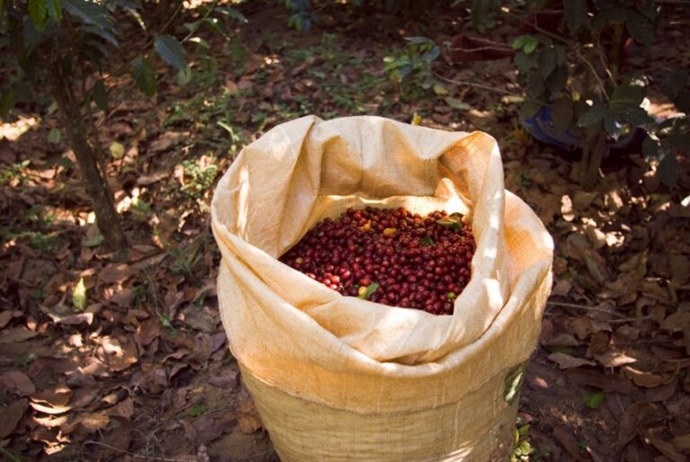 EUDR Deforestation Risk Assessment for Coffee Supply Chain in Indonesia