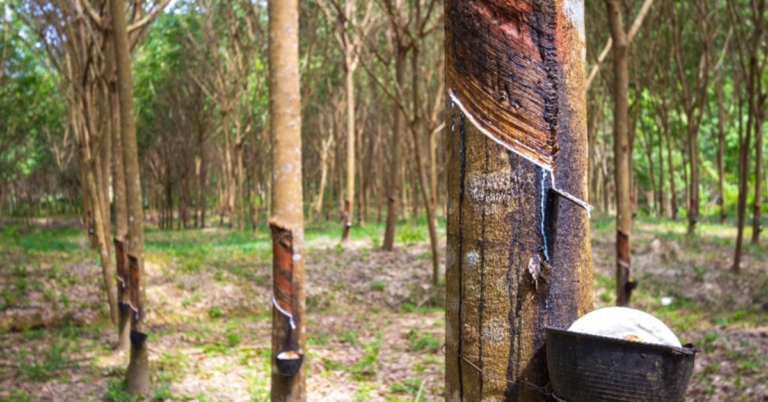 EUDR Deforestation Risk Assessment for Rubber Supply Chain in Indonesia 