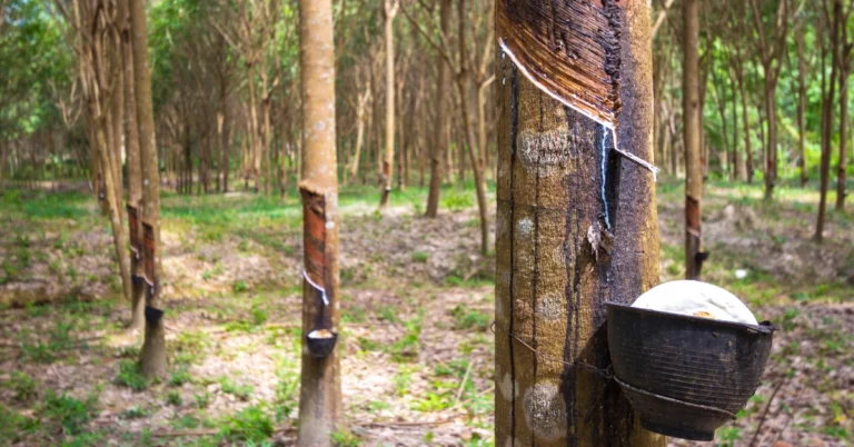 Geo mapping for Rubber Exporters in Vietnam, Geo mapping for Rubber Exporters, Rubber Exporters in Vietnam